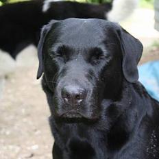 Labrador retriever Kræ ***Død 2009***