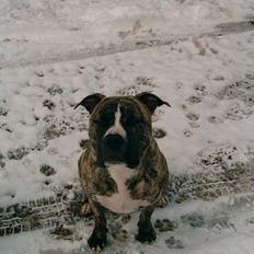 Amerikansk staffordshire terrier #SUMO#