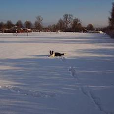 Blanding af racer Husky/Samojed - Ian ***RIP***