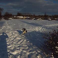 Blanding af racer Husky/Samojed - Ian ***RIP***