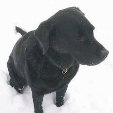 Labrador retriever Busse