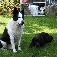 Labrador retriever Kræ ***Død 2009***