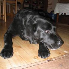 Labrador retriever Busse