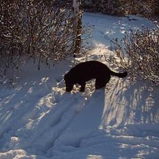 Labrador retriever Kræ ***Død 2009***