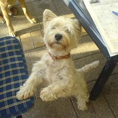 West highland white terrier Kaiser Wilhelm 'muni mub'