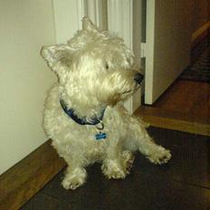 West highland white terrier Kaiser Wilhelm 'muni mub'