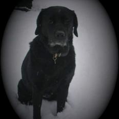 Labrador retriever Busse