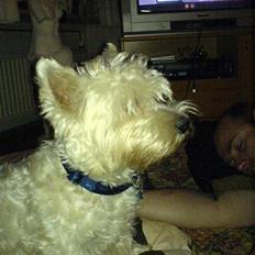 West highland white terrier Kaiser Wilhelm 'muni mub'