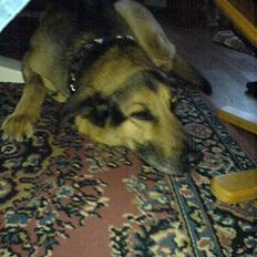 Schæferhund Rex "RIP" du er elsket<3