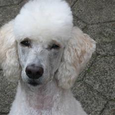 Storpuddel Nakita P.I.P. 28-7-2011