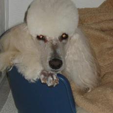 Storpuddel Nakita P.I.P. 28-7-2011