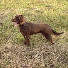 Langhåret hønsehund Candy