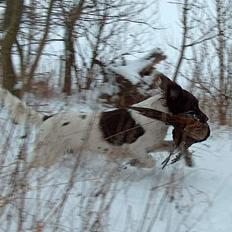Kleiner münsterländer Asja