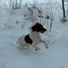 Kleiner münsterländer Asja