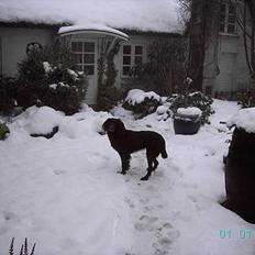 Langhåret hønsehund Candy