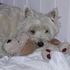 West highland white terrier Tika