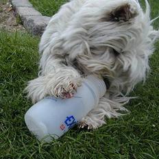 West highland white terrier Tika
