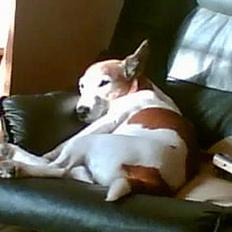 Blanding af racer Fylla