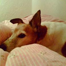 Blanding af racer Fylla