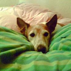 Blanding af racer Fylla