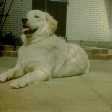 Golden retriever Susi