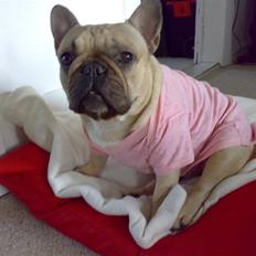 Fransk bulldog Lancomés   Trunte R.I.P