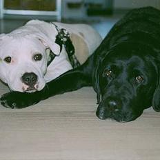 Labrador retriever Victor