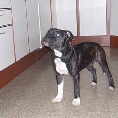 Staffordshire bull terrier RoxystaffFoxyLady (molly)