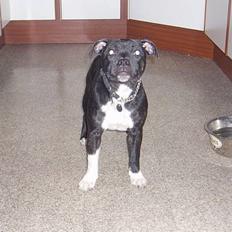 Staffordshire bull terrier RoxystaffFoxyLady (molly)