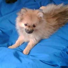 Pomeranian FIGGI