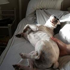 Fransk bulldog Hanibal