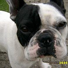 Fransk bulldog Hanibal