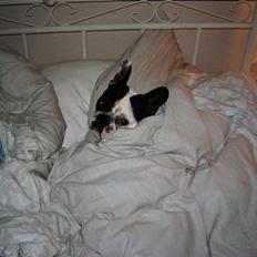 Fransk bulldog Hanibal