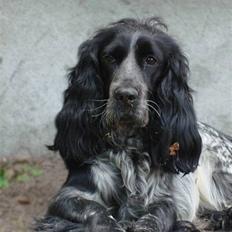 Cocker spaniel Sille <3