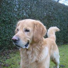 Golden retriever Balder