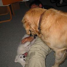 Golden retriever Balder