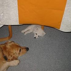 Golden retriever Balder