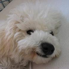 Bichon à poil frisé Baloo