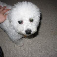 Bichon à poil frisé Baloo