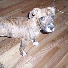 Blanding af racer tiger (på engelsk)