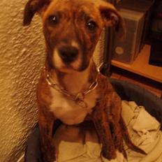 Blanding af racer tiger (på engelsk)