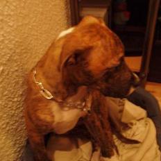 Blanding af racer tiger (på engelsk)