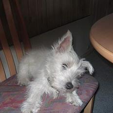 West highland white terrier Basse ;D