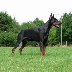 Dobermann Blade van't Liethohof*RIP