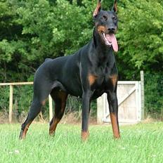 Dobermann Bianka Devil Garden*R.I.P