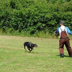 Dobermann Bianka Devil Garden*R.I.P