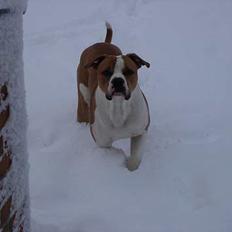 Amerikansk bulldog Holmegaards Scheik