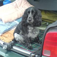 Cocker spaniel Sille <3