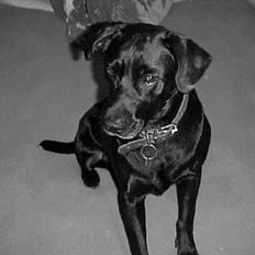 Blanding af racer Labrador og andet   Max