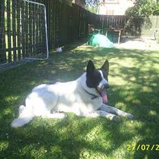 Blanding af racer basse:-*